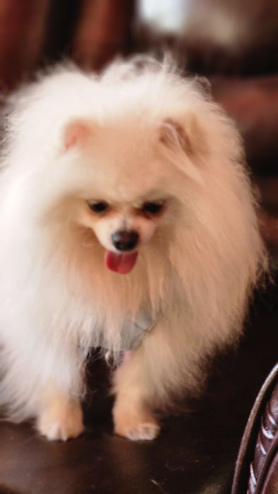 Мальчик для вязки шпиц померанец