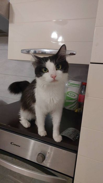 Віддам котика домашнього