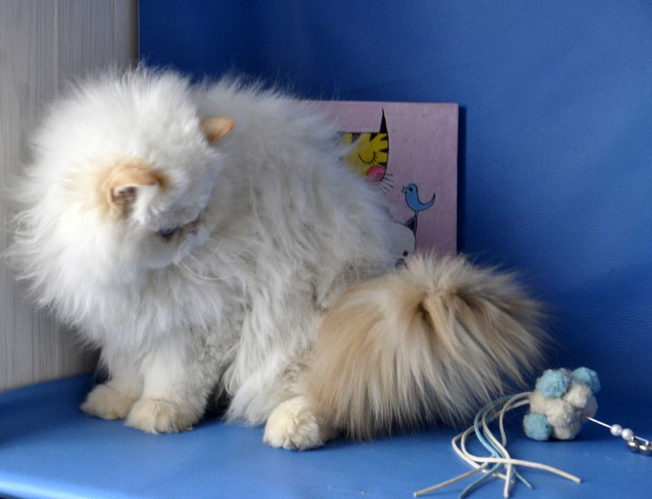 Персидский мальчик гималайский ред поинт , питомник