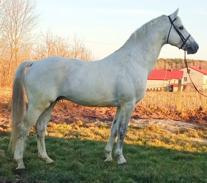 Sprzedam dwie klacze