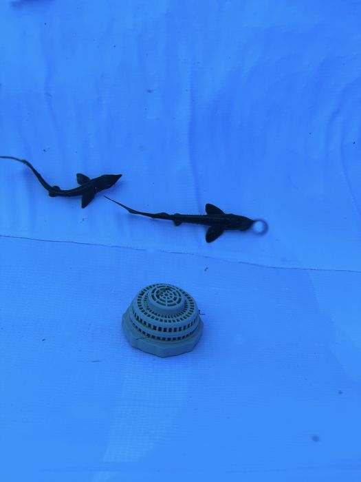Jesiotr syberyjski czarny 15-20cm