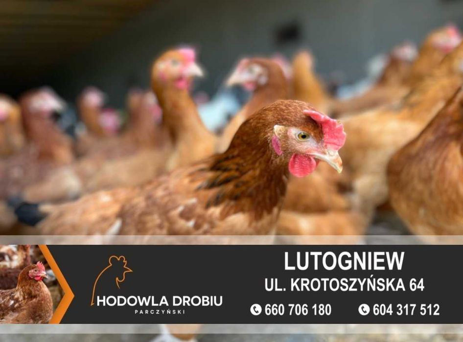 Kury Nioski Rosa, Leghorn, NovoGen Brown! MŁODE NIOSKI!