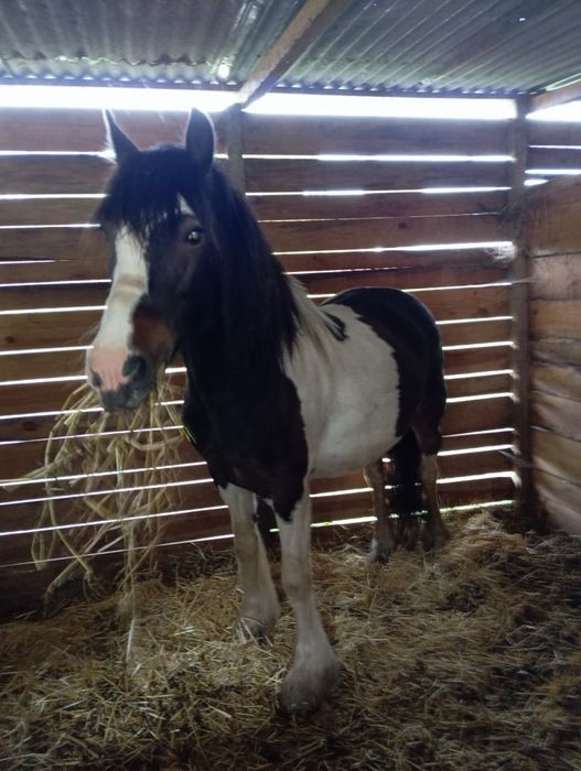 Égua gipsy portuguesa