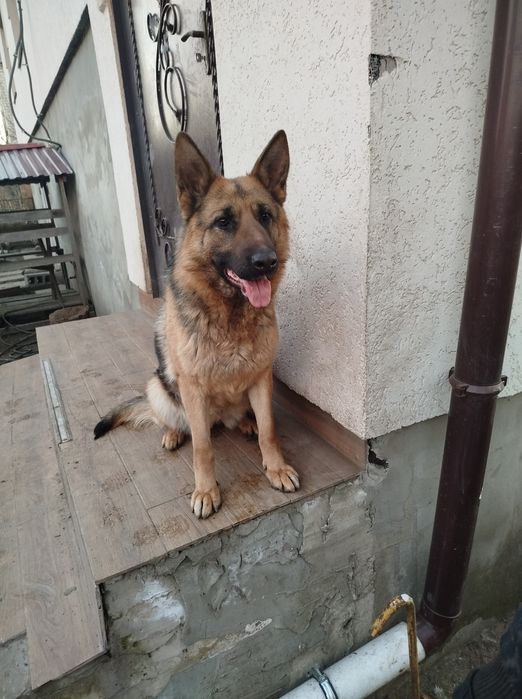 Продам Цуценята німецької вівчарки