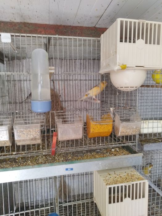Vendo todo o meu plantel de canários reprodotores e novos gaiolas em bom estado motivo doença
