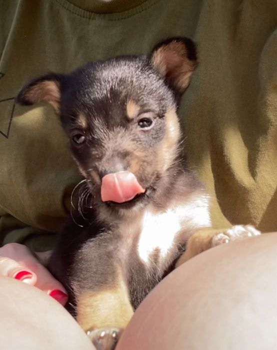 Щенята в добрі руки, безкоштовно