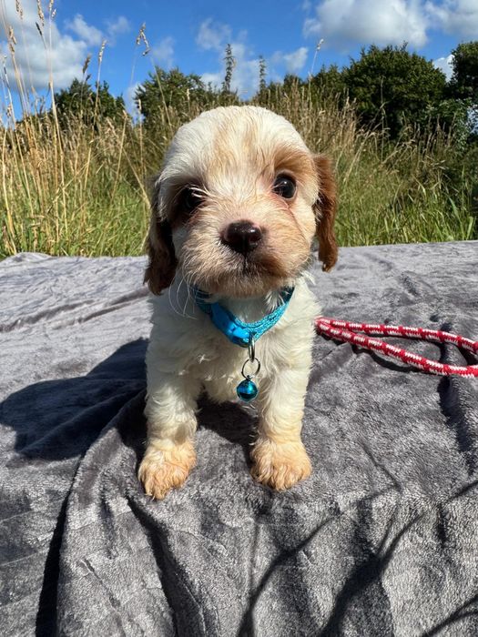 cavapoo szczeniak
