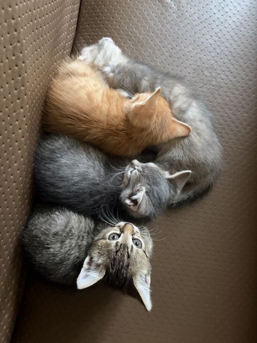 Котики, безкоштновно!!