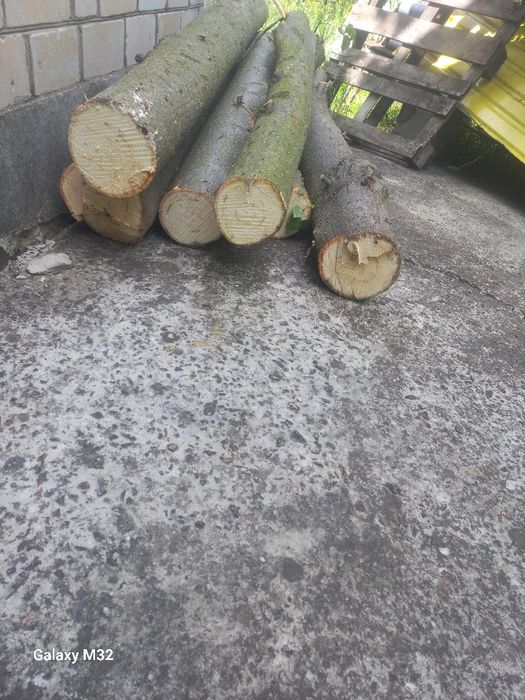 Продам свежесрезанный кругляк липы .