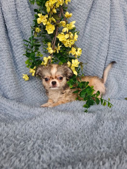 Excelente super mini menina pelo comprido Chihuahua/Chiuaua de Qualidade, Linhagem Russa
