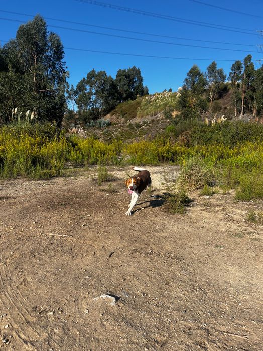 Cadela para adoção