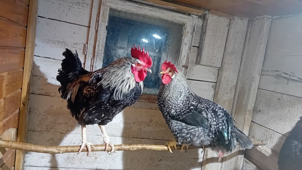 Koguty rajskie kolorowe