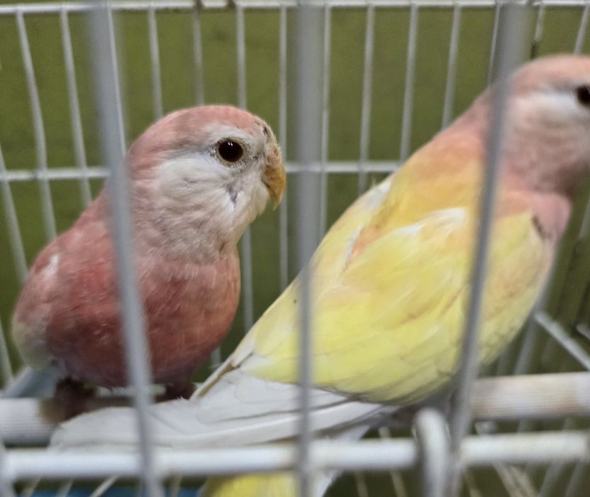 Brukes cor rosa mutações