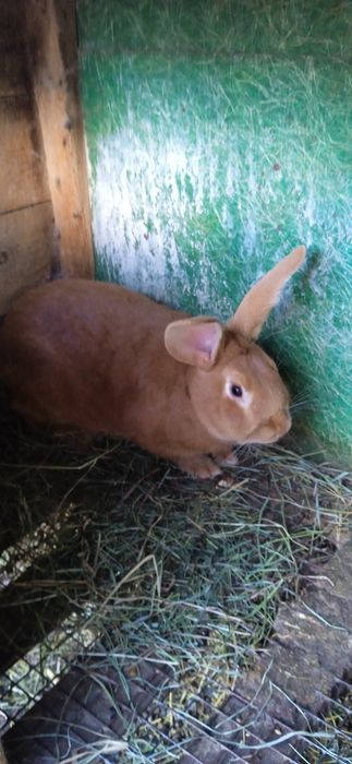 Кролі Бургундські