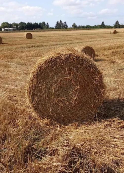 Sprzedam siano i słome.