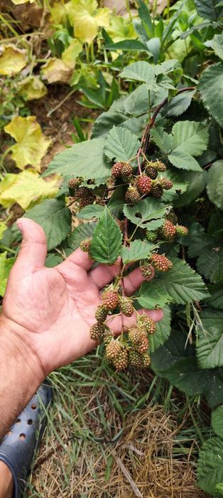 Amora-silvestre Gigante sem espinhos