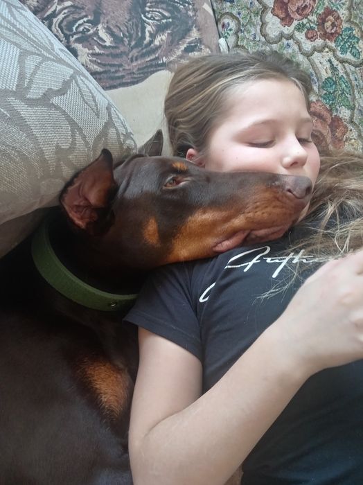 Продам добермана