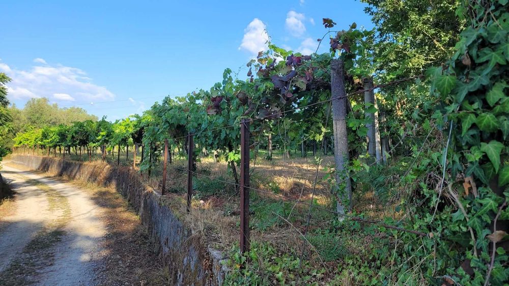 Arrenda-se terreno agrícola com armazém