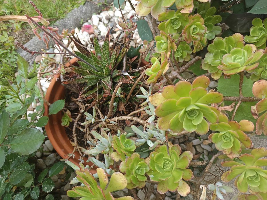 Suculentas diversas