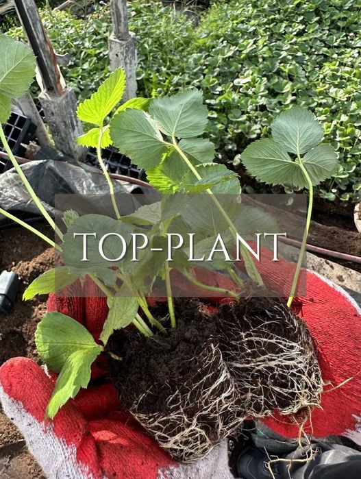Sadzonki Truskawek DARSELECT i inne od PRODUCENTA! Francuski gigant!