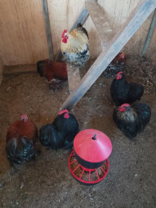 Kury kochin kochiny  miniatury