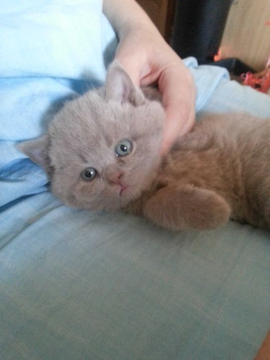 Шотландский прямоухий кот приглашает на вязку вислоухих и прям кошечек