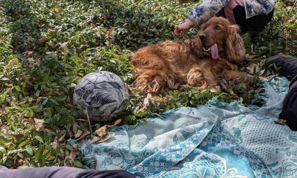 Віддам в добрі руки