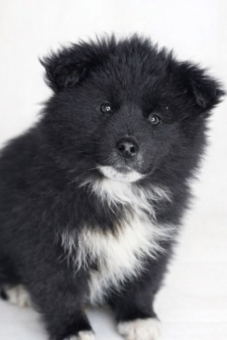 Пропоную пухнасте щастя