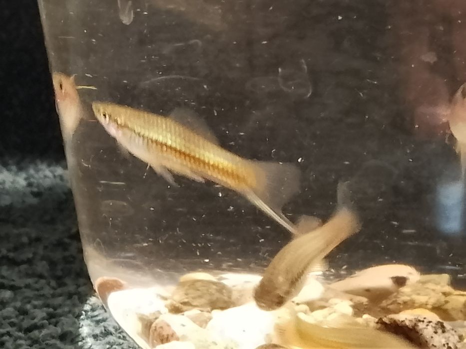 Mieczyk zielony (własna hodowla)