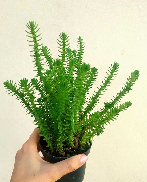 Suculentas 3€ cada