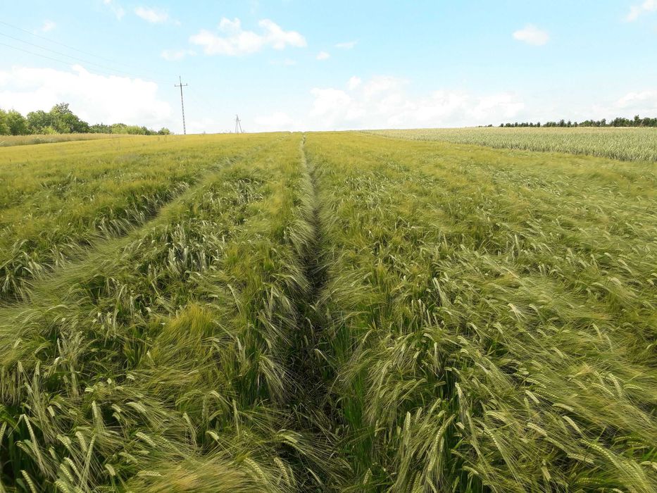 Jęczmień jary 1 rok po centrali