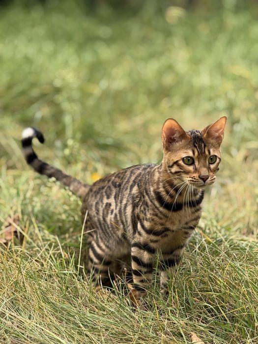 Бенгальские котята