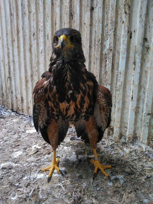 Parabuteo unicinctus e Tyto alba