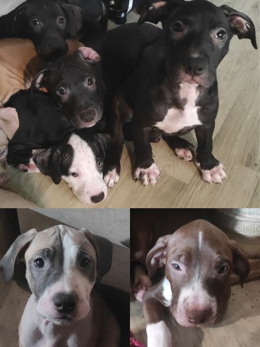 Американський Пітбультер'єр WKU - KKУ