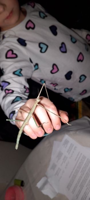 Sprzedam duże patyczaki