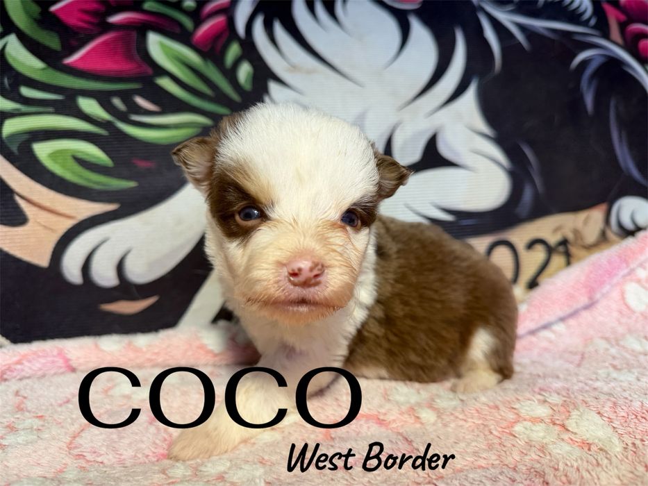 Suczka Border Collie