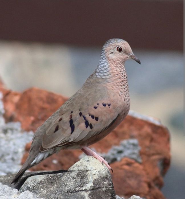 Casal columbina passerina de 2024