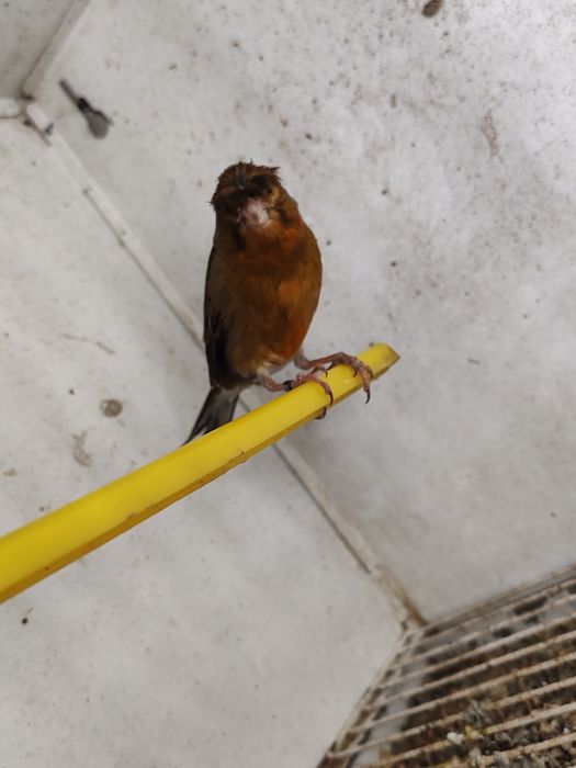 Canário bom cantador