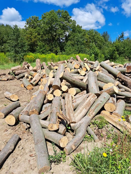 Дрова  бук.  Граб