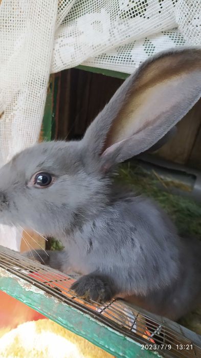 Молодняк кроликів