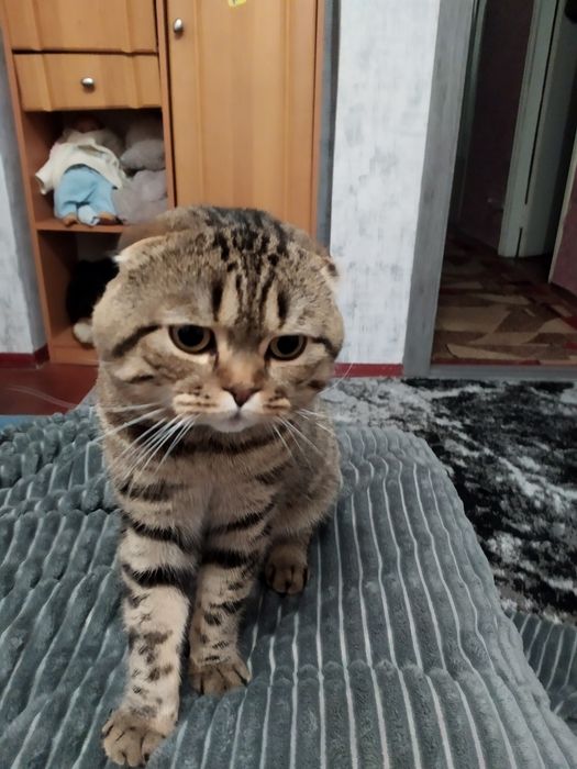 Британський котик шукає кішечку
