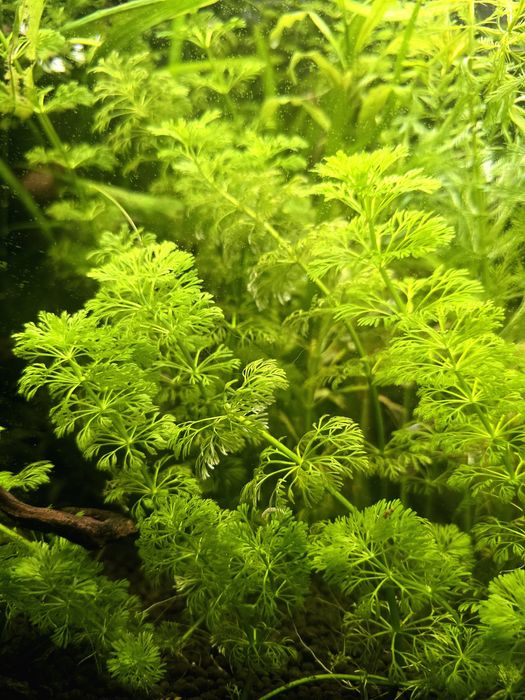 Limnofilia roślinka do akwarium