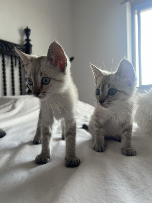 Duas gatinhas para adoção responsável