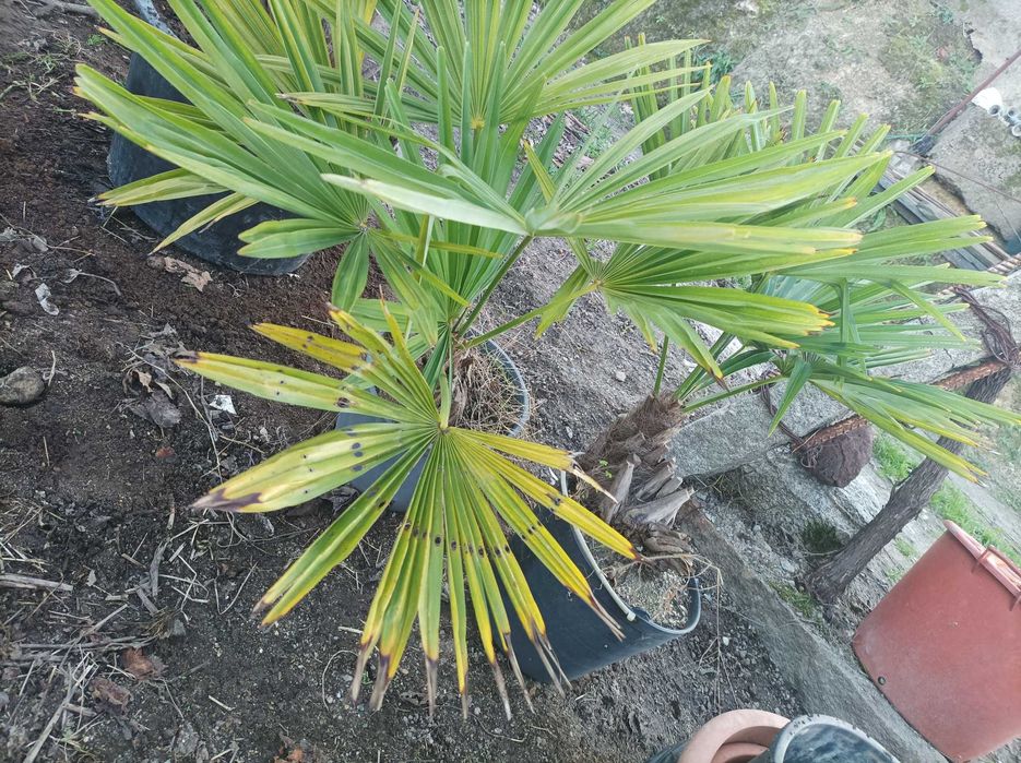 Palmeiras para jardim