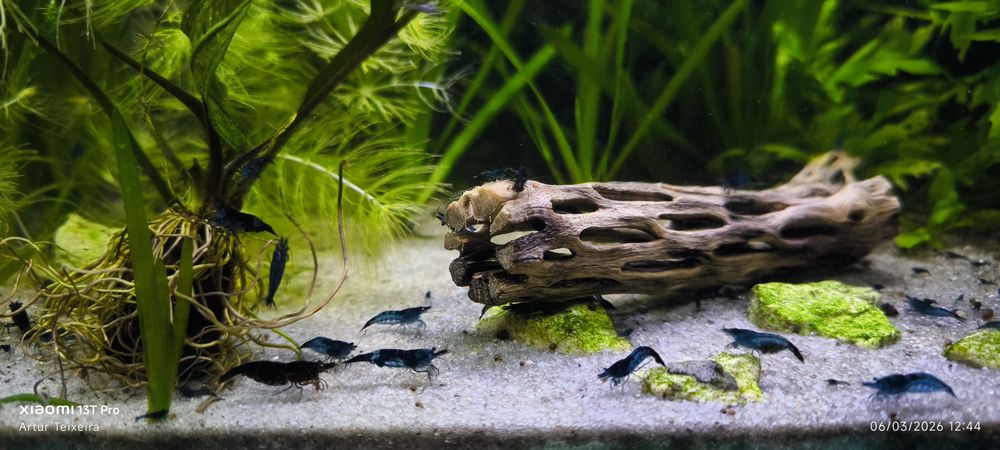 Neocaridina BLUE TOPAZIO