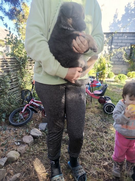 тварини собаки цуценята