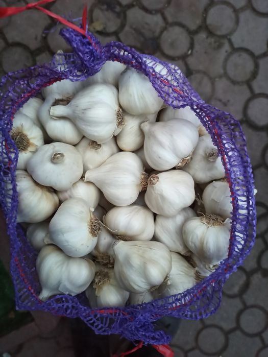 Яровий Сочинський