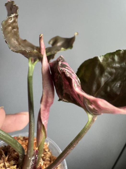 Syngonium Strawbeery Ice