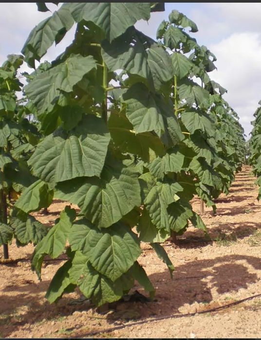 Sementes de paulownias