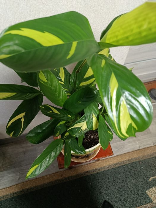 Продам калатею Любберса ,ктенанту.